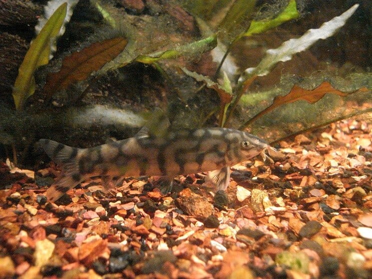 Yoyo Loach Jelo