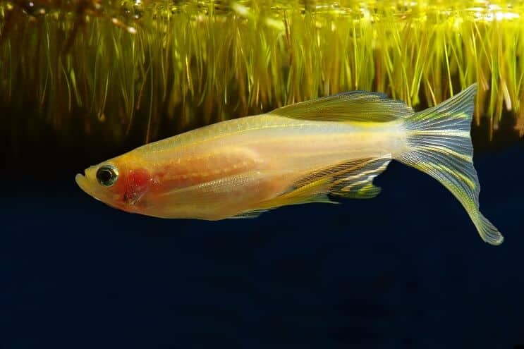 Zlatni morph Zebra Danio