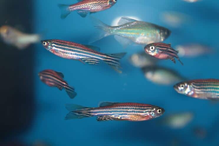 Prijatelji tenka Zebra Danio