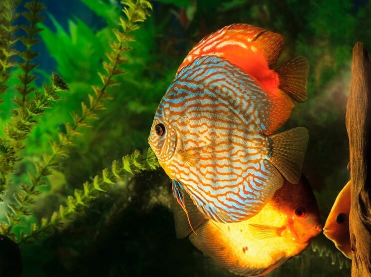 Diskus Symphysodon