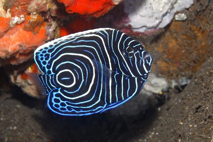 Maloljetnički car Angelfish