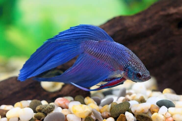 Plava Betta