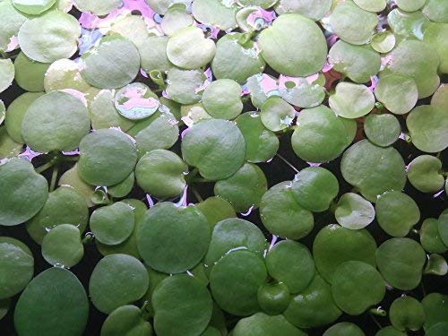 SoShrimp 20+ biljke Amazon Frogbit - živa slatkovodna akvarijska plutajuća biljka