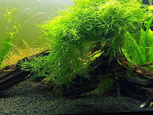 Vodene umjetnosti Java mahovina (veliki dio od 25 kvadratnih inča) Slatkovodne akvarijske biljke | Java Moss Live Plant za akvarij | Akvarijske biljke uživo | Dobro se kombinira s kuglicama Marimo Moss u zasađenom akvariju