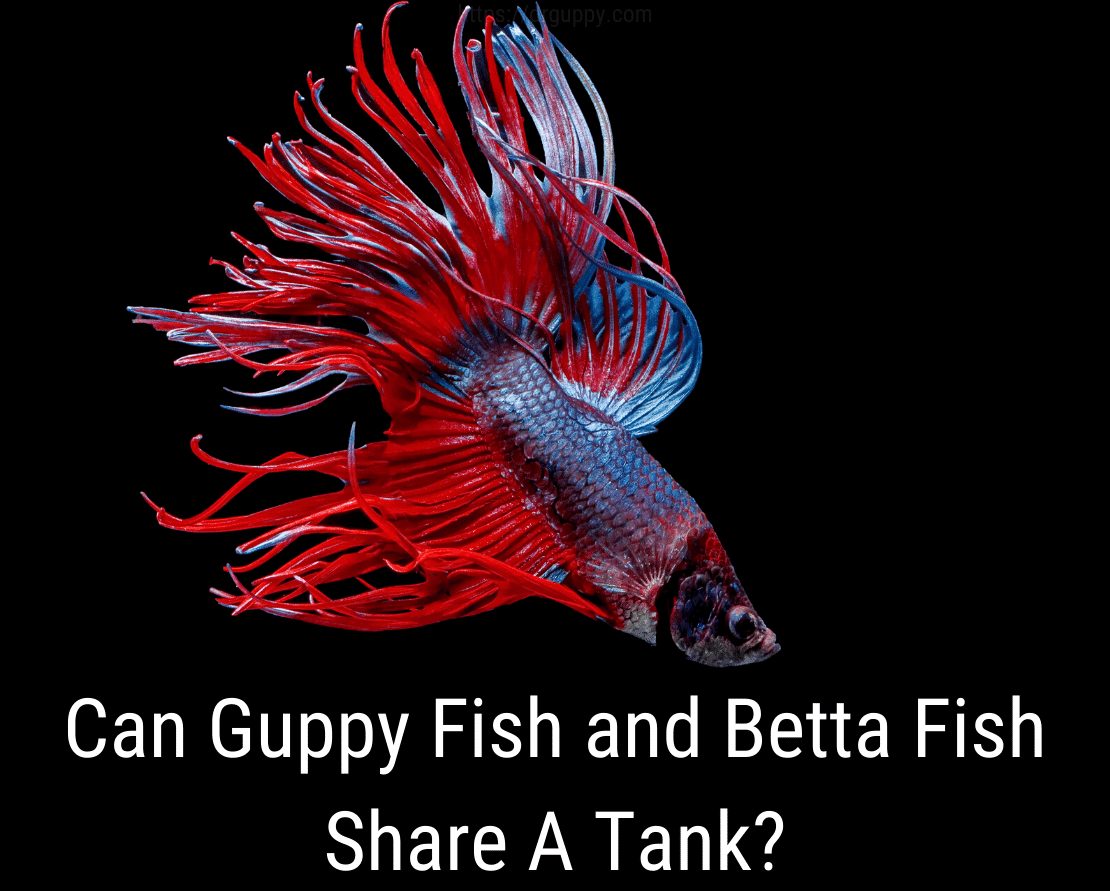 Mogu li Guppy Fish i Betta Fish podijeliti spremnik?