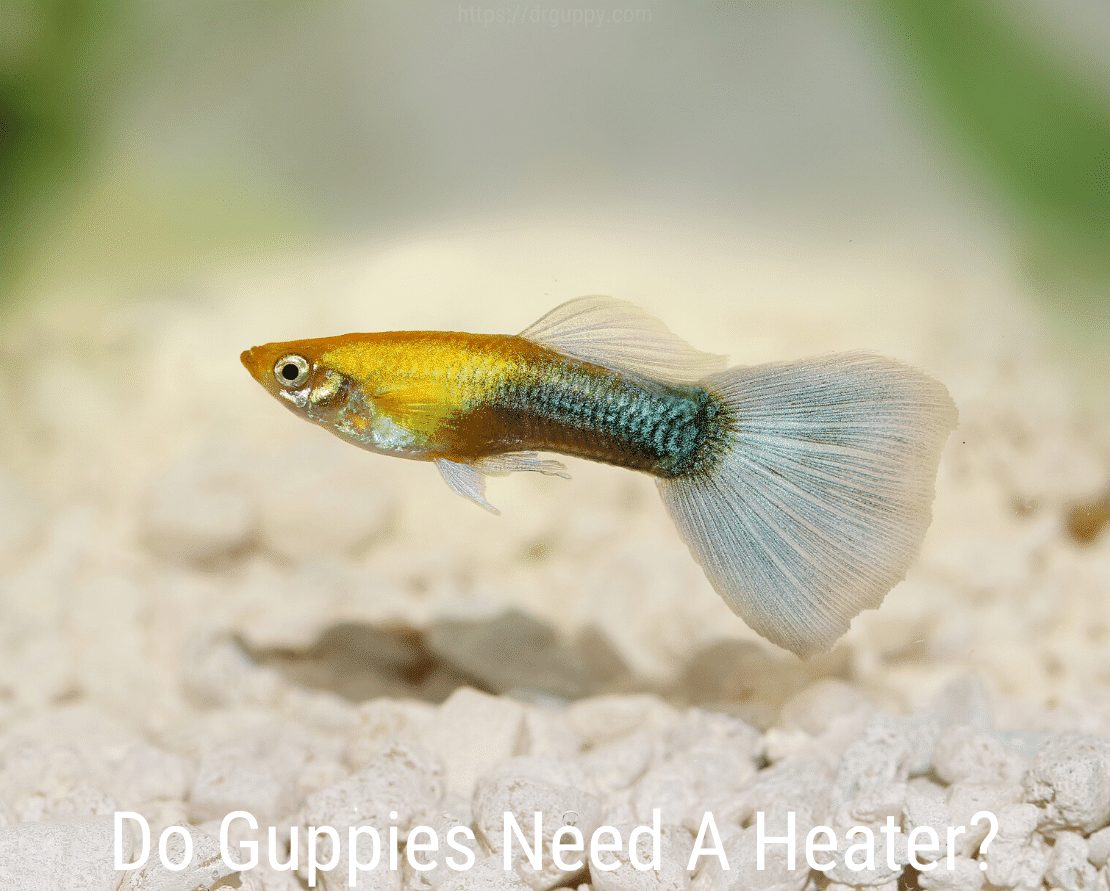 Treba li Guppies grijač?