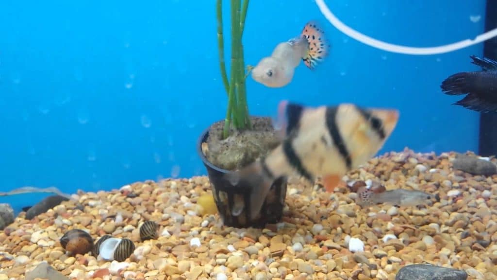 Guppyjeva povijena kralježnica - skolioza i tuberkuloza