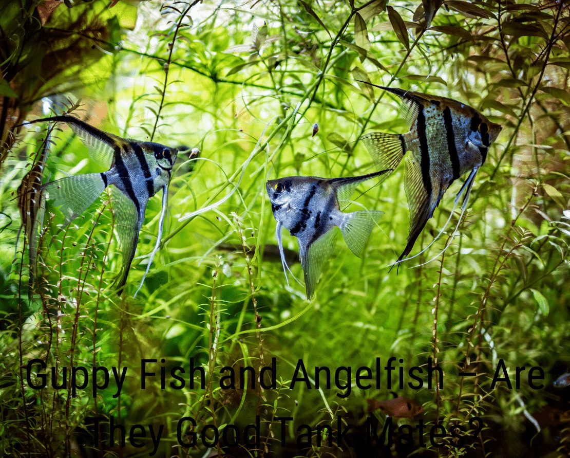 Guppy Fish and Angelfish - Jesu li dobri prijatelji iz tenka?