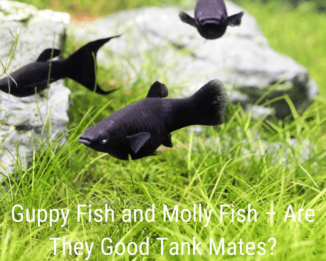 Guppy Fish i Molly Fish - jesu li dobri prijatelji?