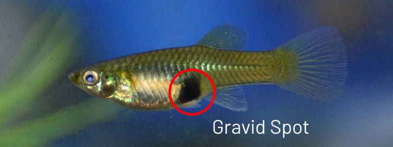 Žensko guppy gravidno mjesto.