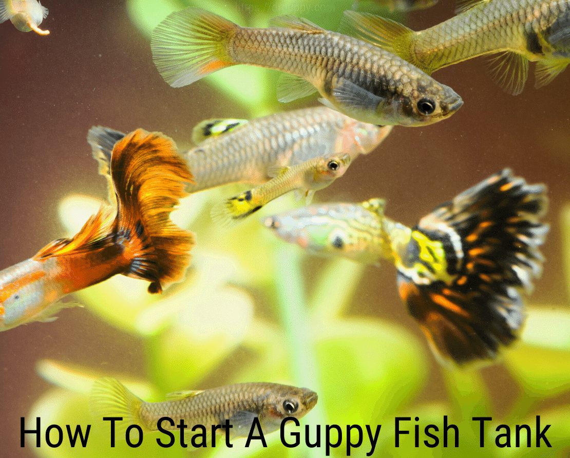 Kako pokrenuti guppy ribnjak?