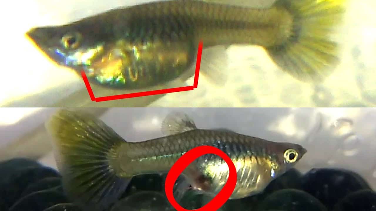 Kako prepoznati je li guppy trudna