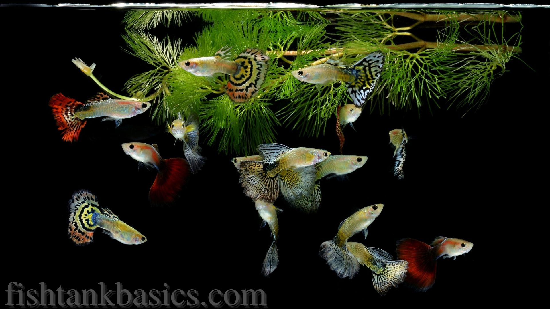 Guppy fish na vrhu spremnika za ribe.