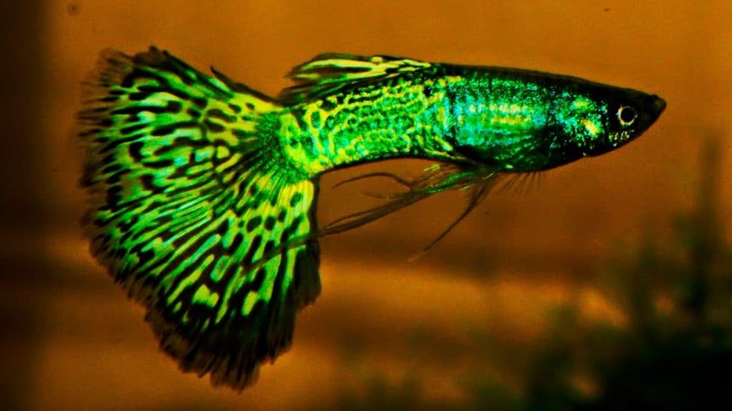 Zelena Metalhead Cobra Guppy