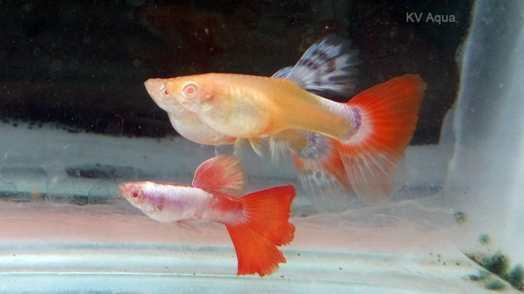 Crveni rep Albino Guppy