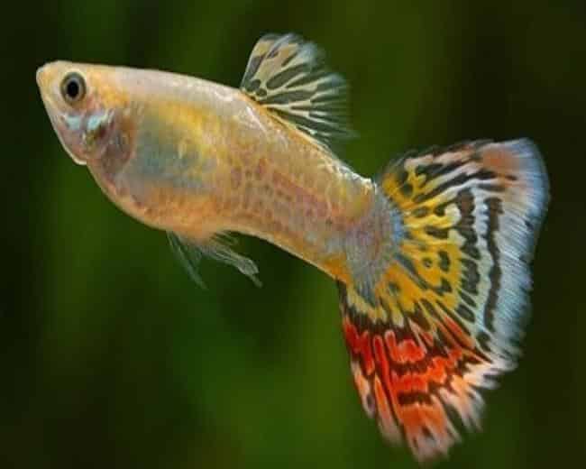 Žuti rep leoparda Guppy.