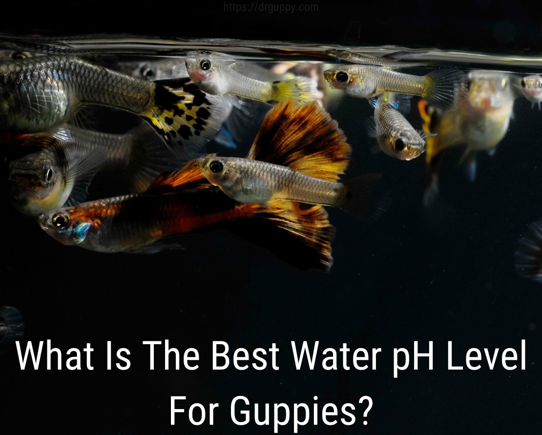 Guppy Fish Water PH razina - idealan broj