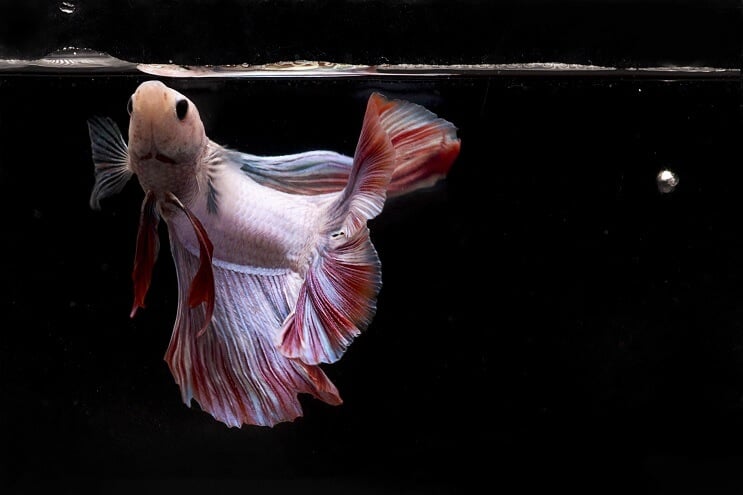 Betta jesti ribu