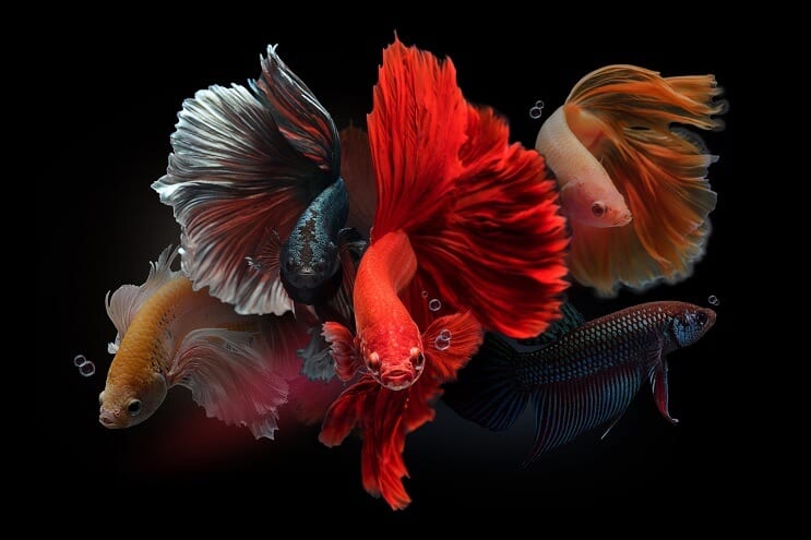 Muški Bettas