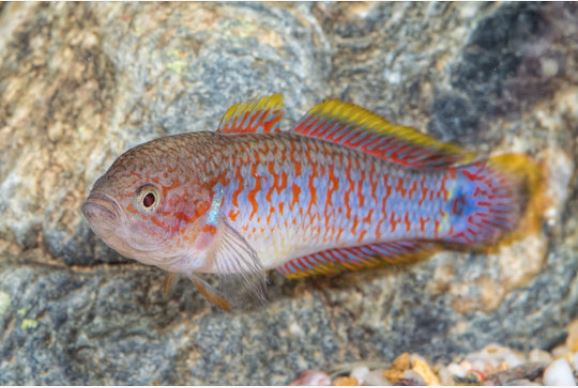 paunova gudgena