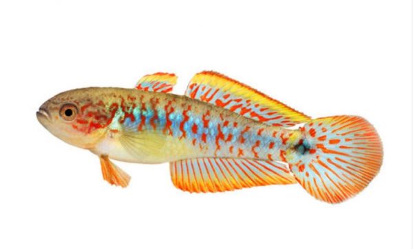 paunova gudgena