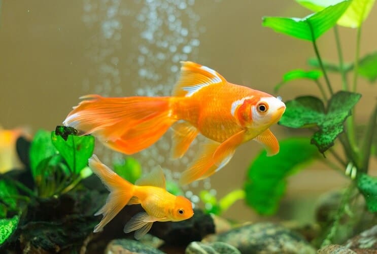 Zlatna ribica u akvariju