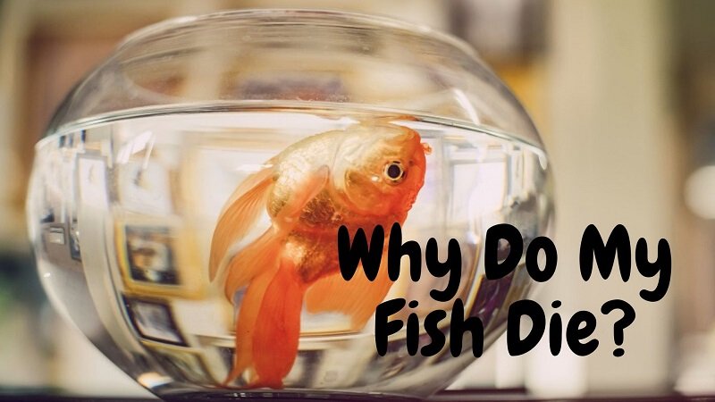 Zašto moje ribe umiru?