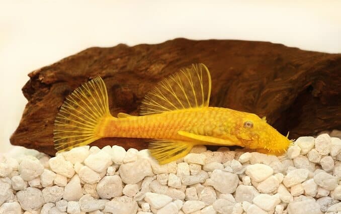 Zlatni Ancistrus pleco som Akvarij s čekinjastim nosom