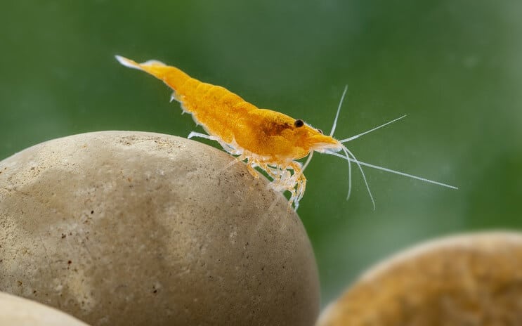 Neokaridina škampi