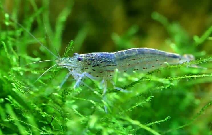 Amano kozice