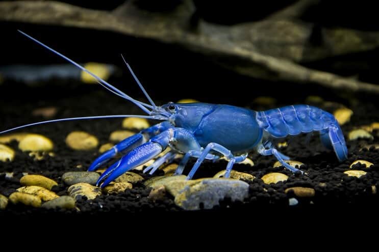 Destruktor rakova Cherax