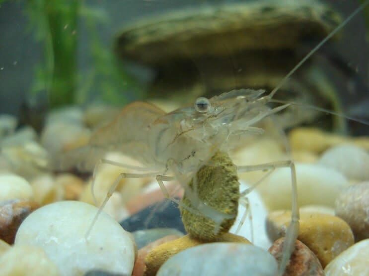 Ghost Shrimp