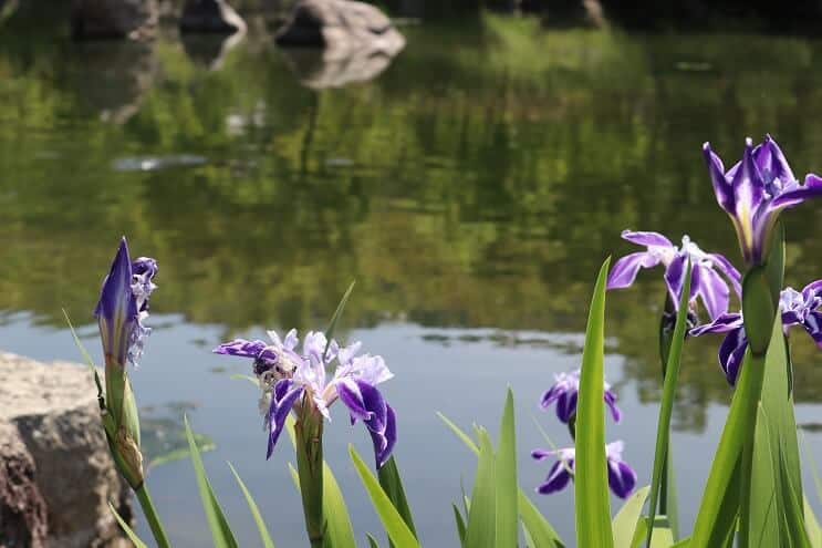 Plava Iris