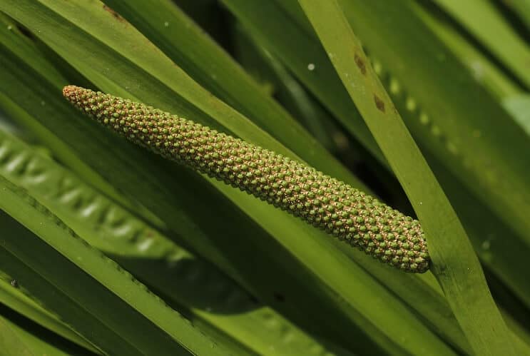 Slatka zastava
