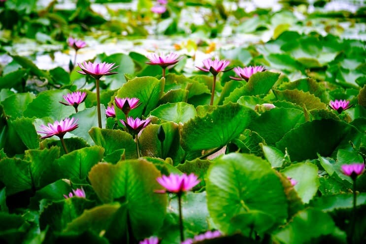 Vodeni Lotus