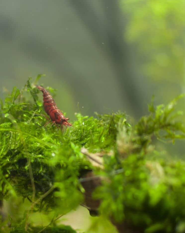 Java mahovina