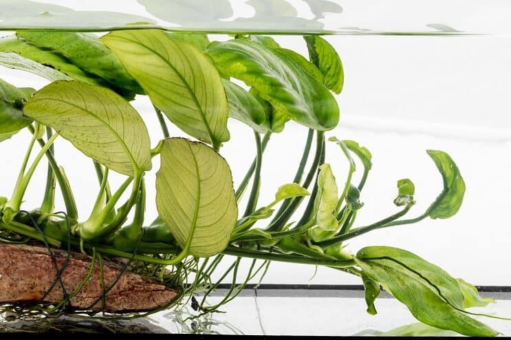 Anubias nana na zanošenom drvetu