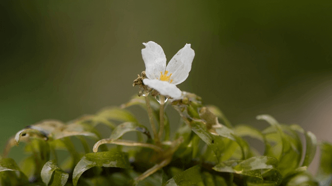 Anacharisov cvijet