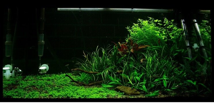Uvjeti spremnika Staurogyne repens