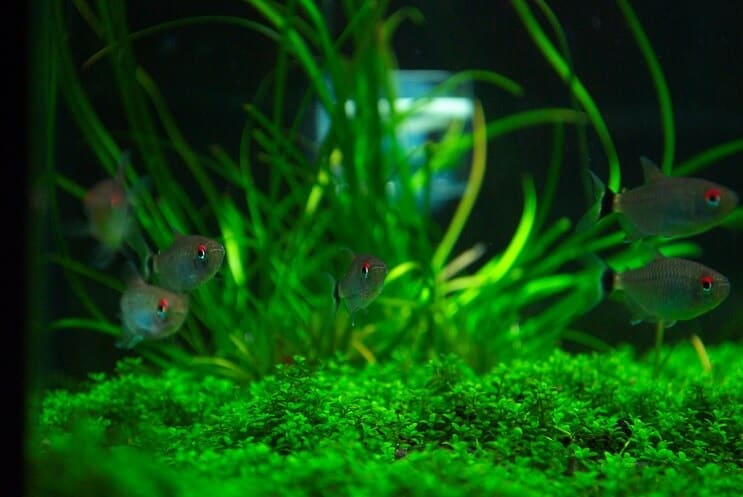 Prijatelji spremnika za Staurogyne Repens