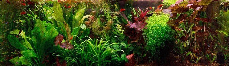 Nizozemski Aquascape
