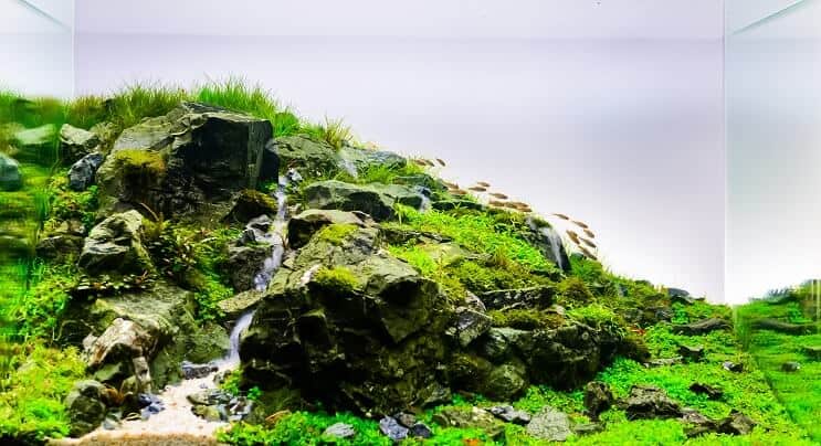 Prirodni Aquascape