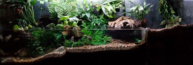 Biljke Paludarium