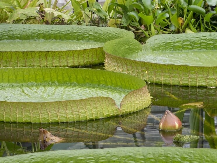 Njega i održavanje WaterLilyja