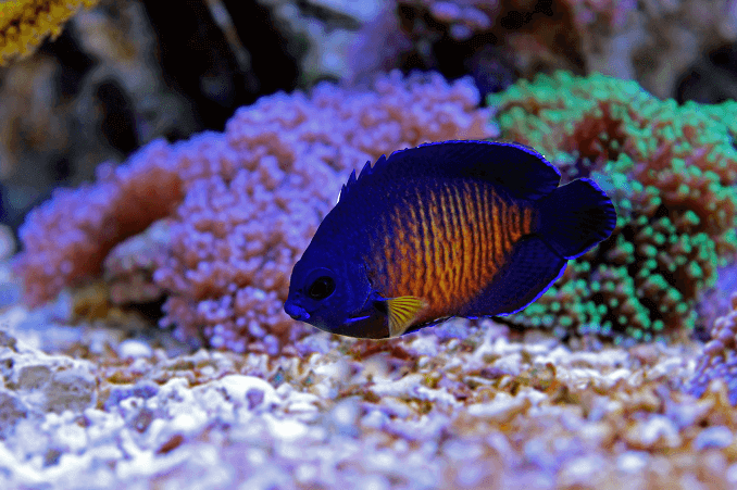 Koraljna ljepota Angelfish
