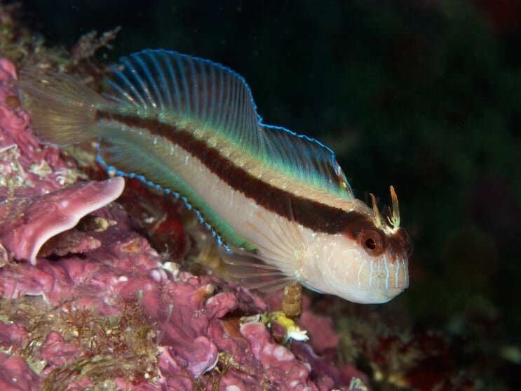 Bijela Blenny