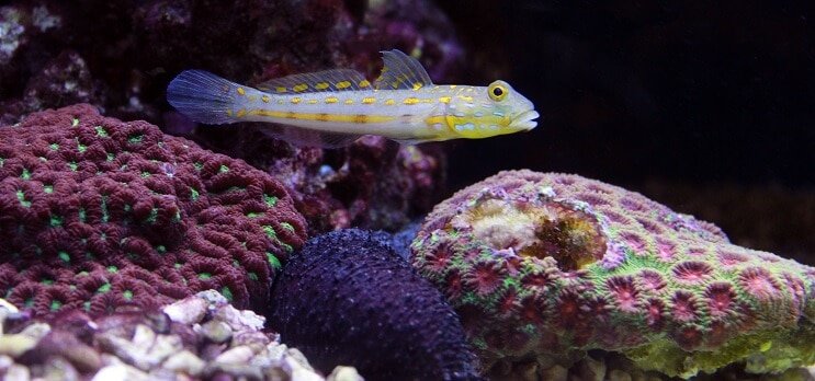 Dijamantni čuvar Goby