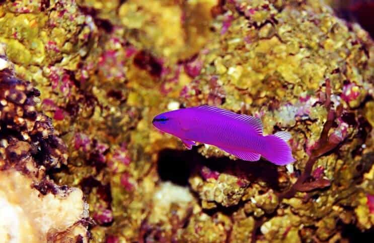 Orhideja Dottyback riba