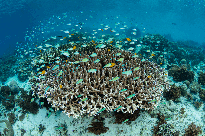 Škola Damselfish-a