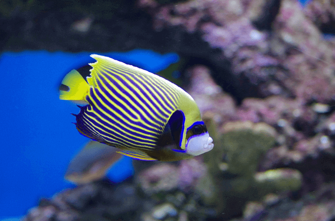 Odrasli car Angelfish
